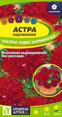 Астра Тысяча чудес карминная карликовая /Сем Алт/цп 0,15 гр.