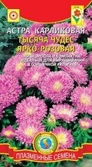 Астра карликовая Тысяча чудес ярко-розовая