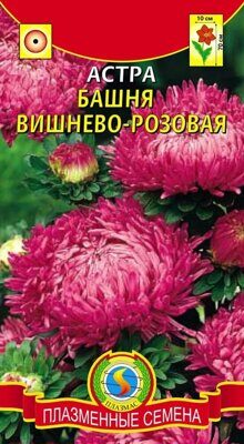 Астра Башня Вишнево-розовая